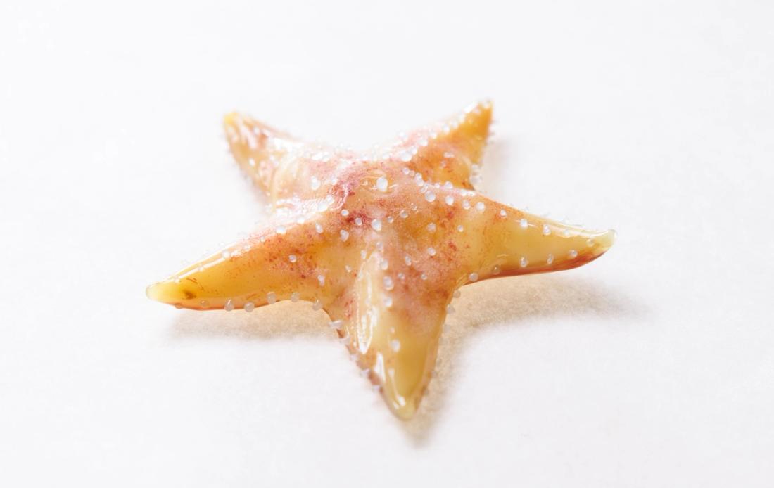 网瘤海星 6