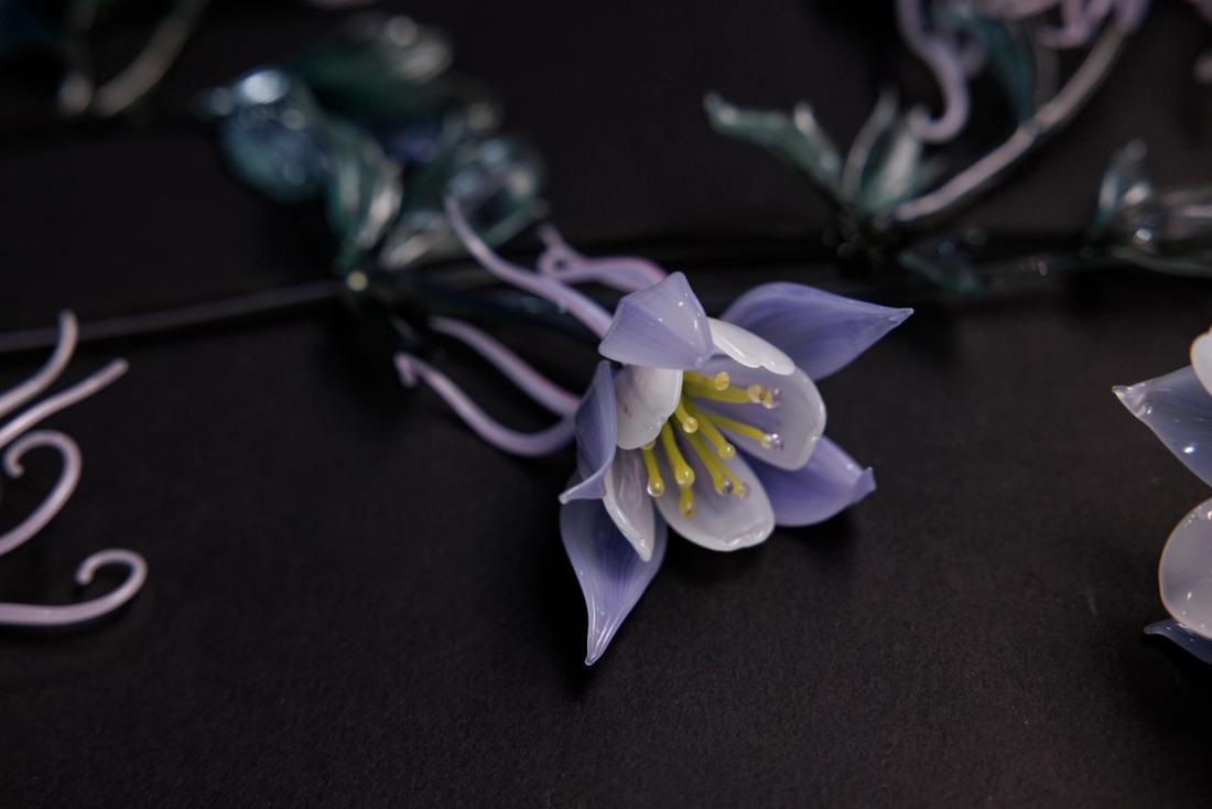 欧耧斗菜 10