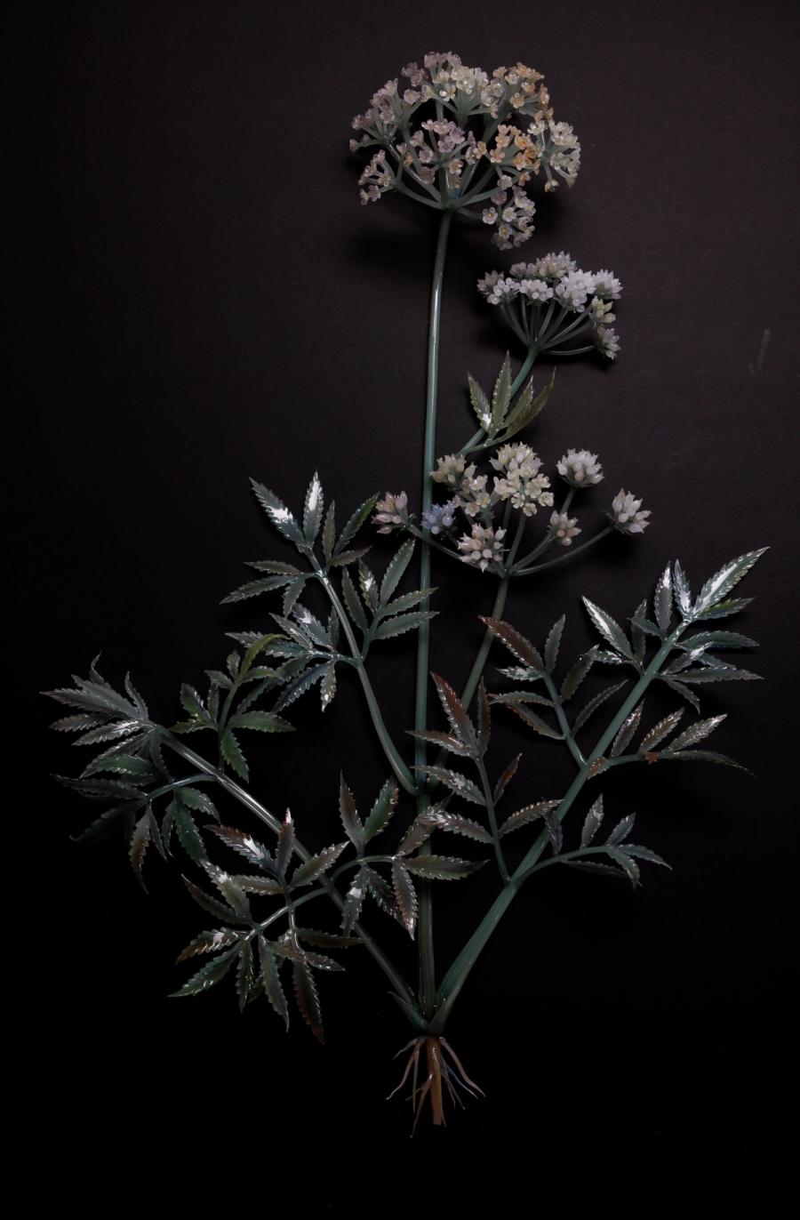 毒芹