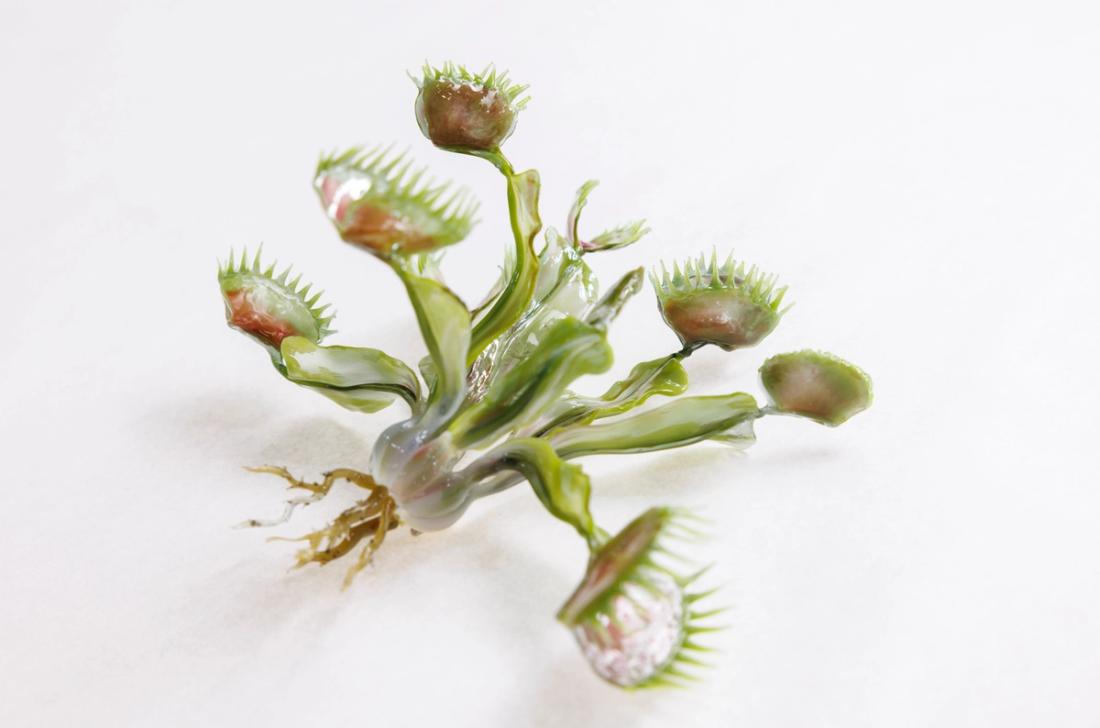 捕蝇草 9