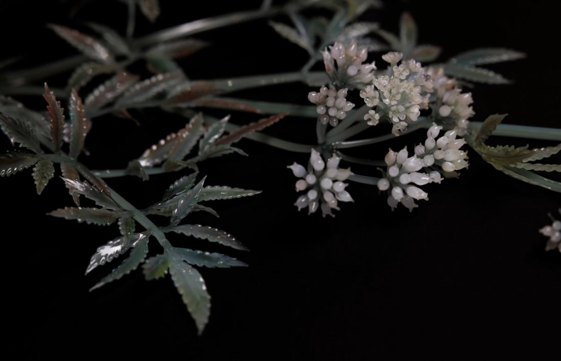 毒芹 2
