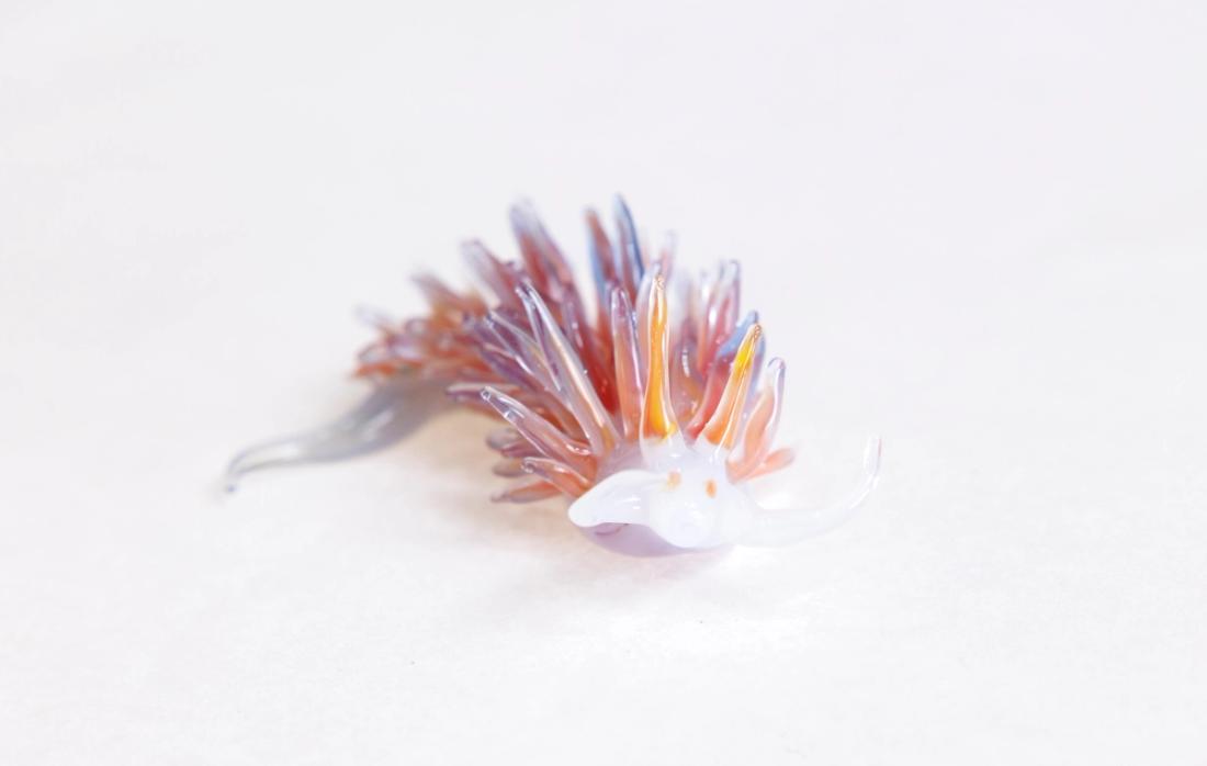 灰翼海蛞蝓 5
