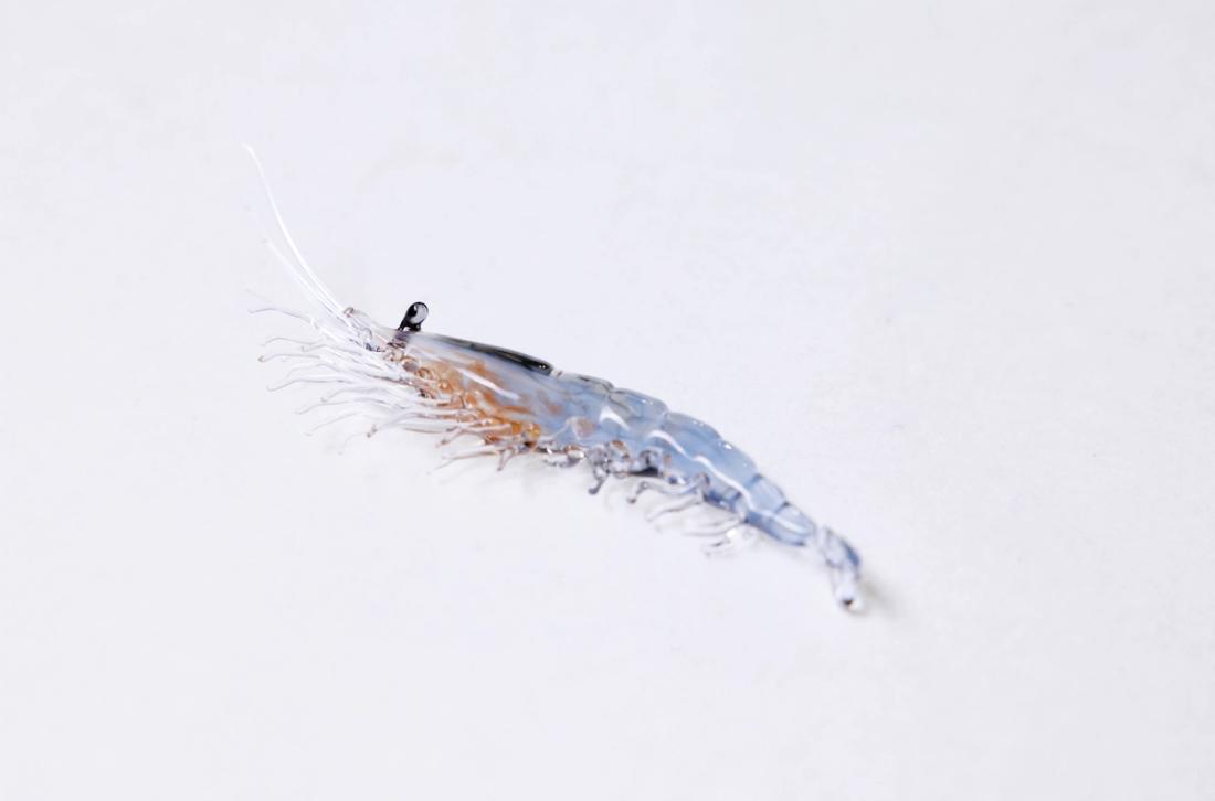 北方磷虾 8