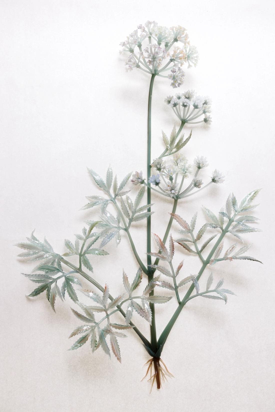 毒芹 13
