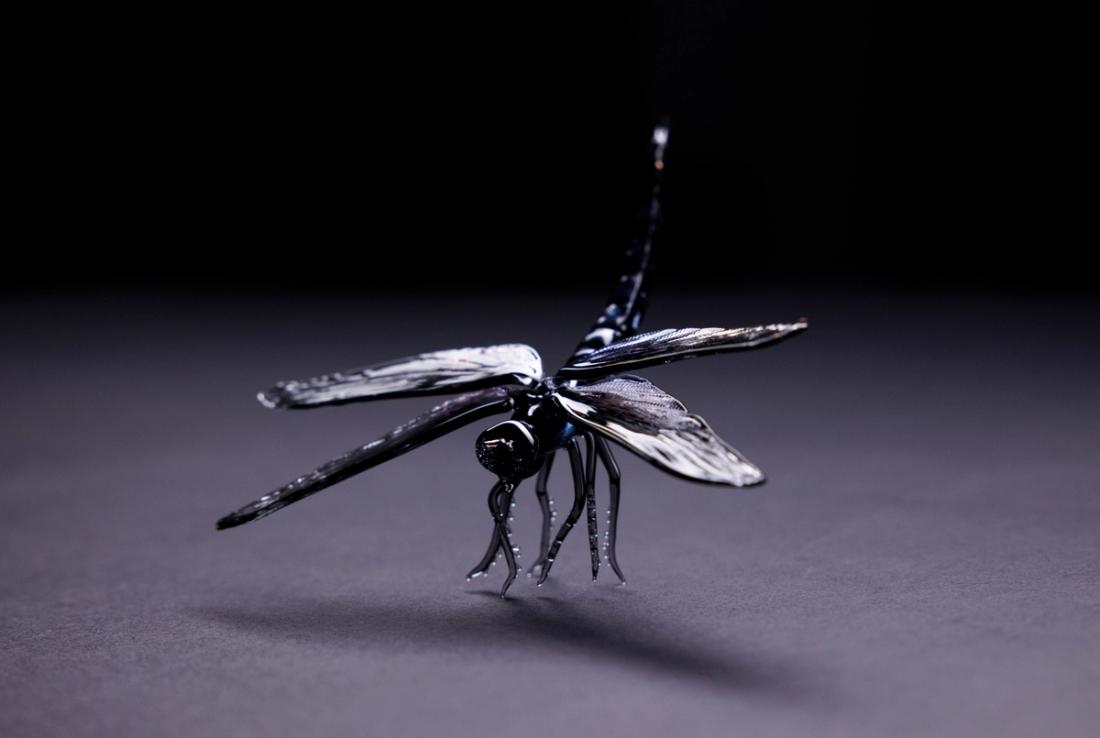 Libellula  saturata 5
