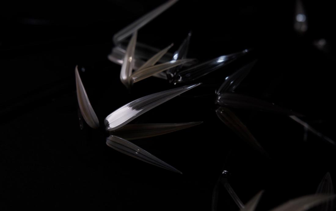箭竹 4