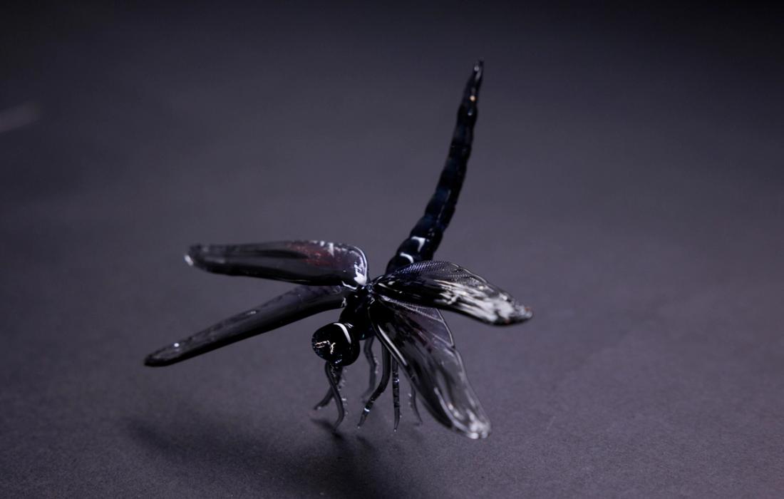 Libellula  saturata 3