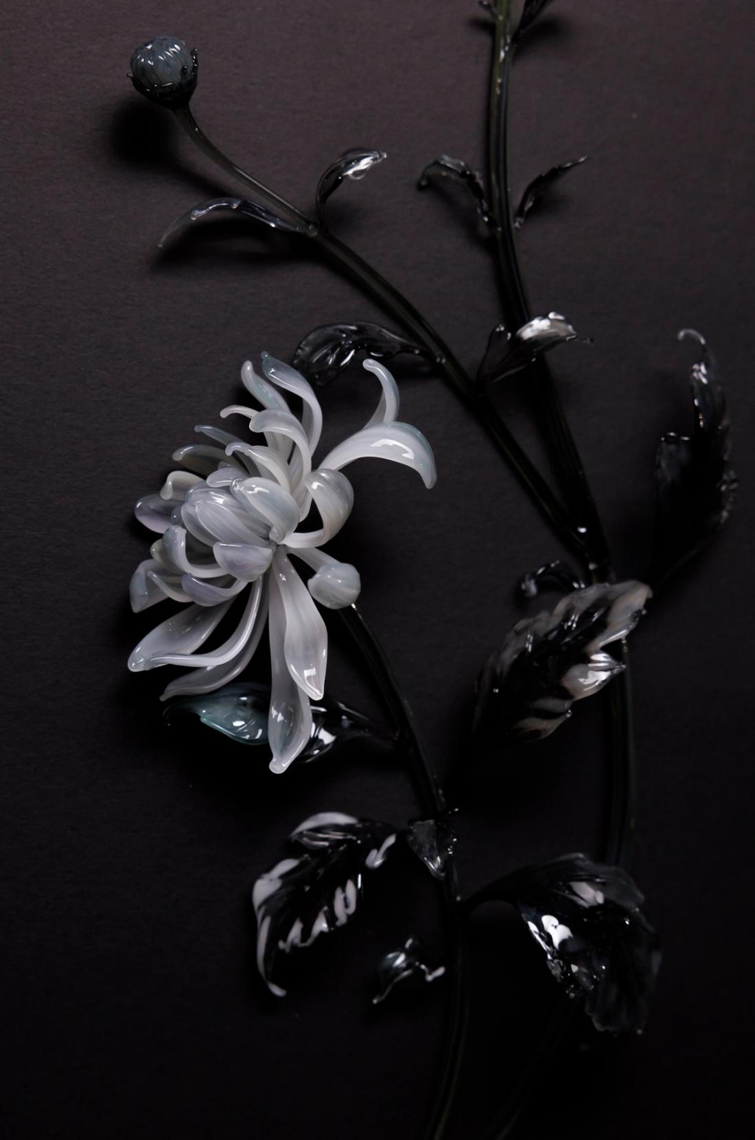 菊花 9