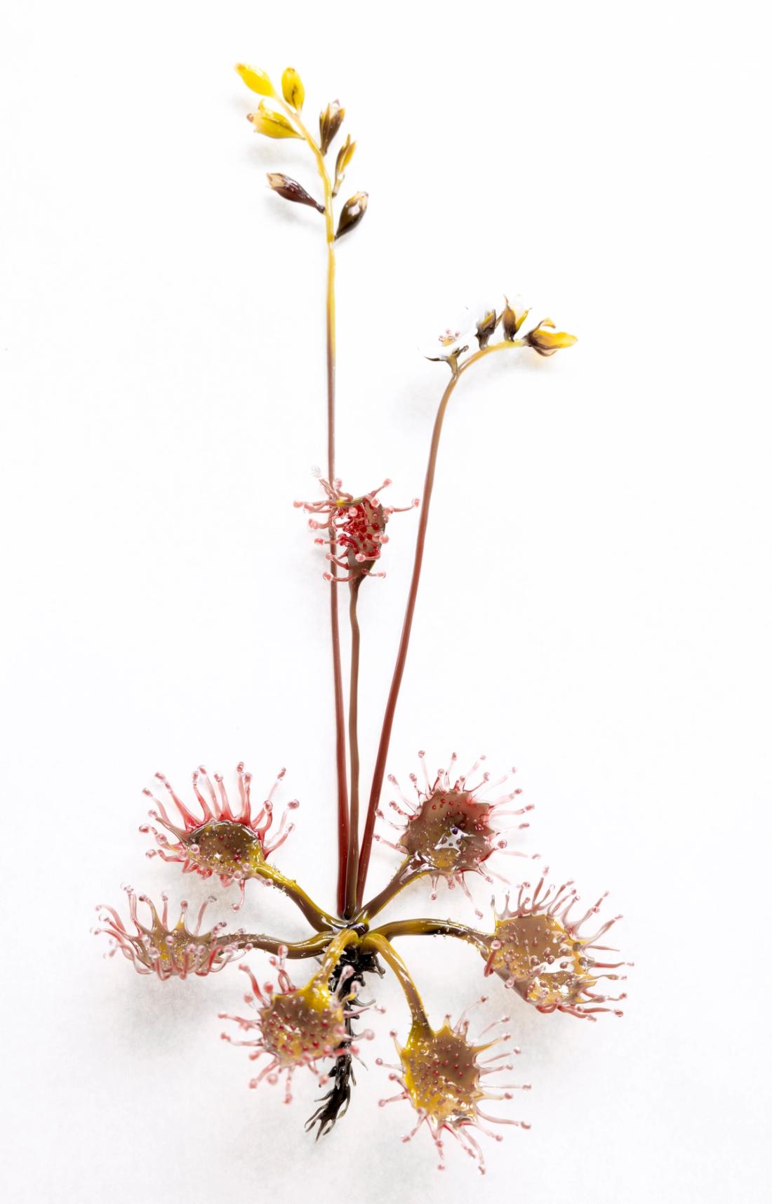 蝎子茅膏菜 12