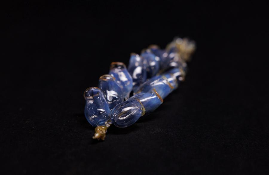 深海管水母