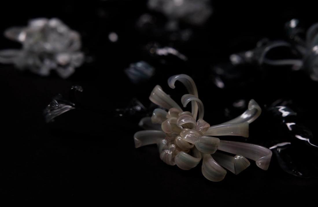 菊花 16