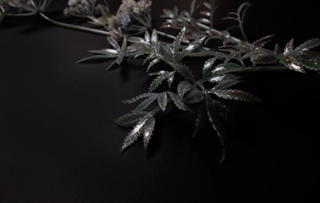 毒芹 4