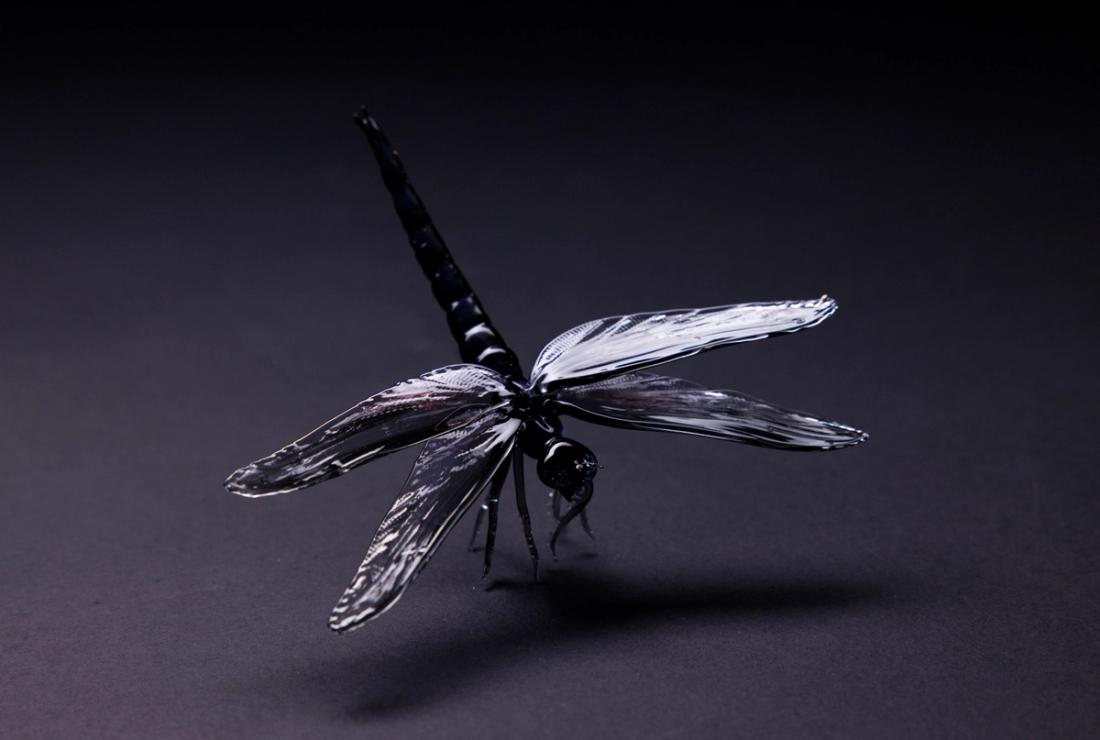 Libellula  saturata 2