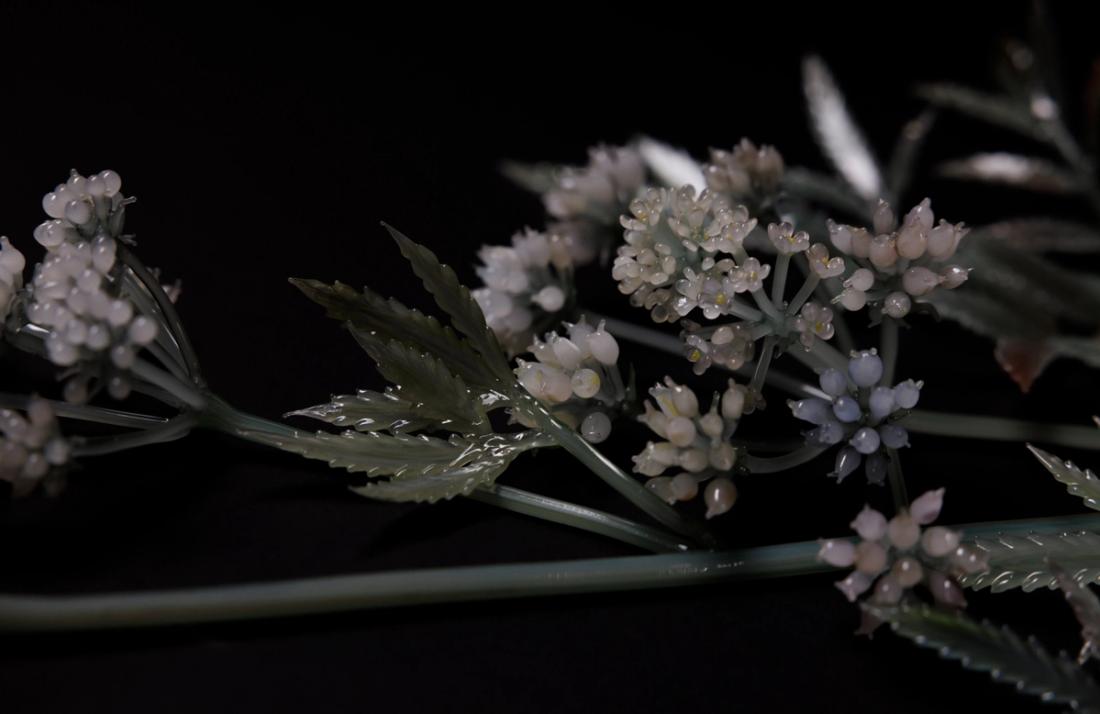毒芹 11
