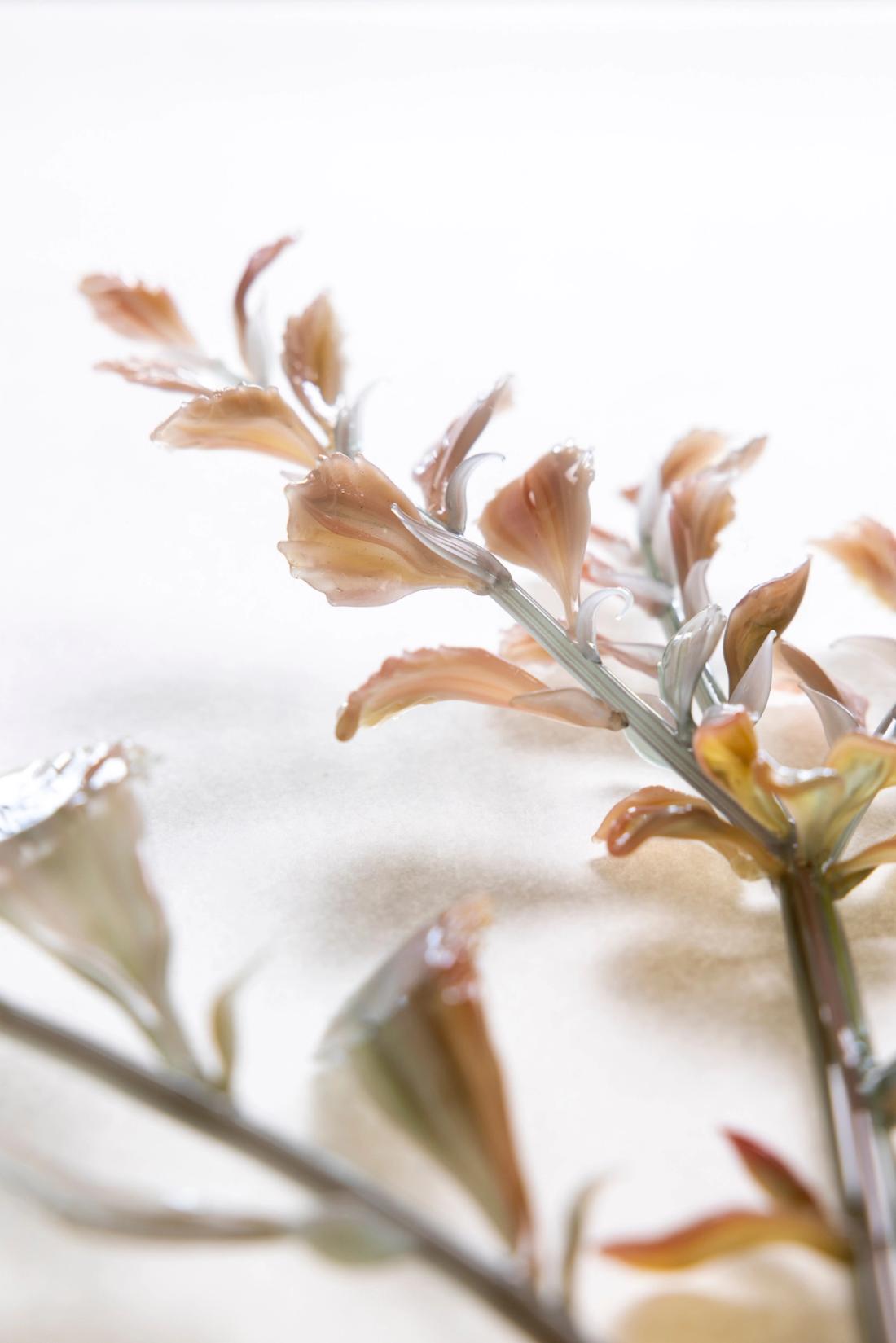 南洋叶枝杉 14