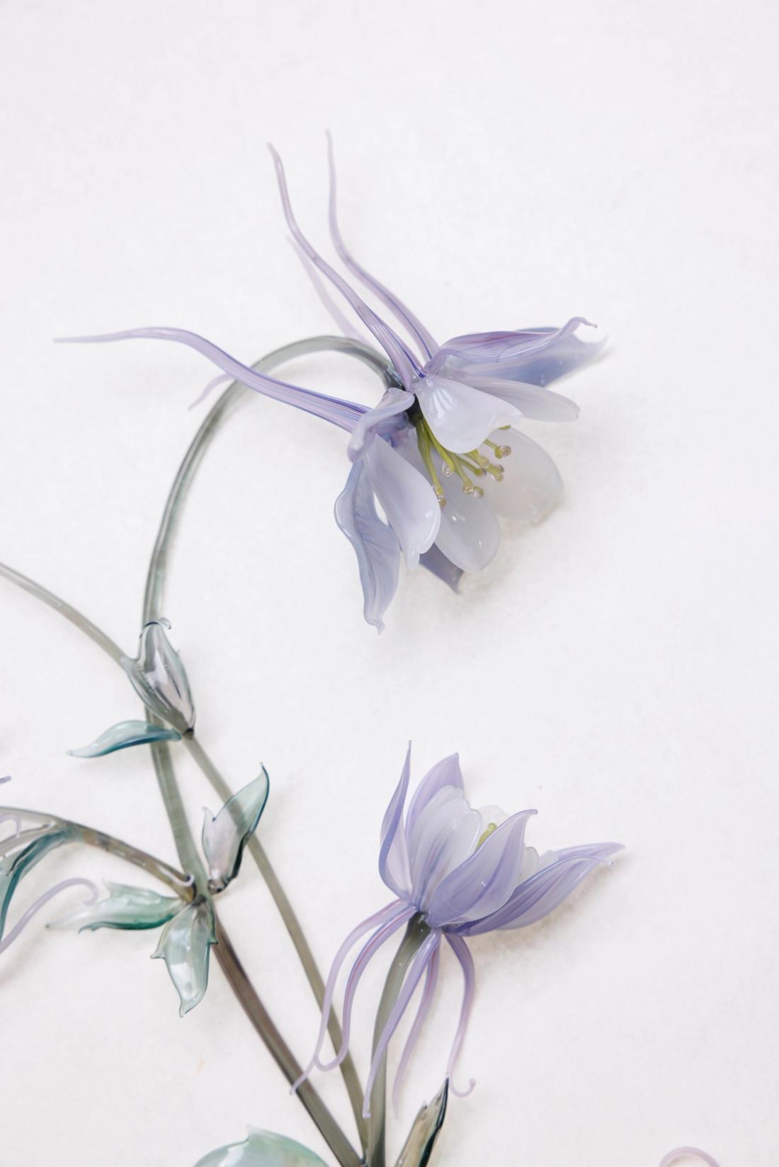 欧耧斗菜 15