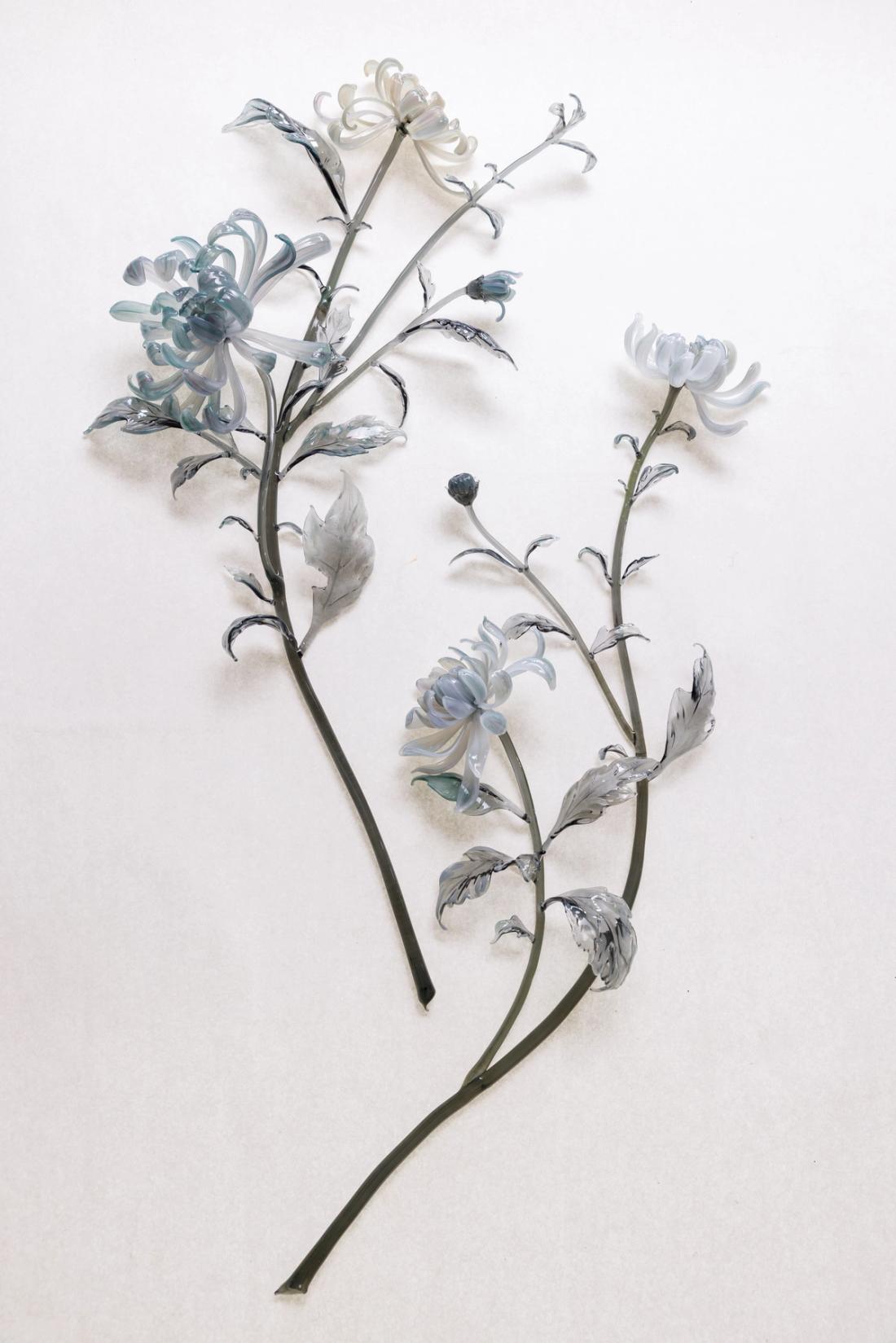 菊花 6