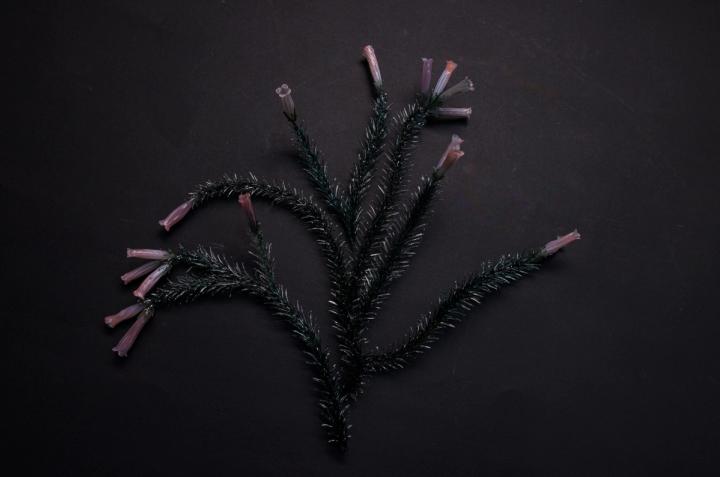 多色欧石南