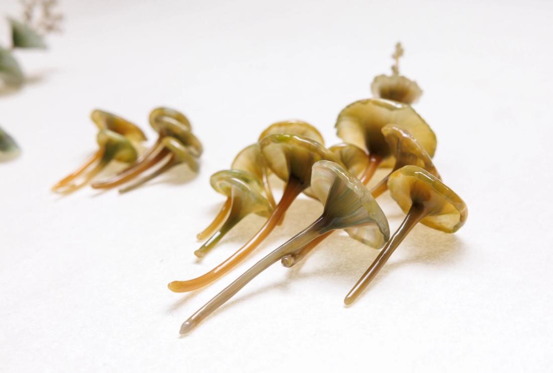 伞叶青锁龙 27