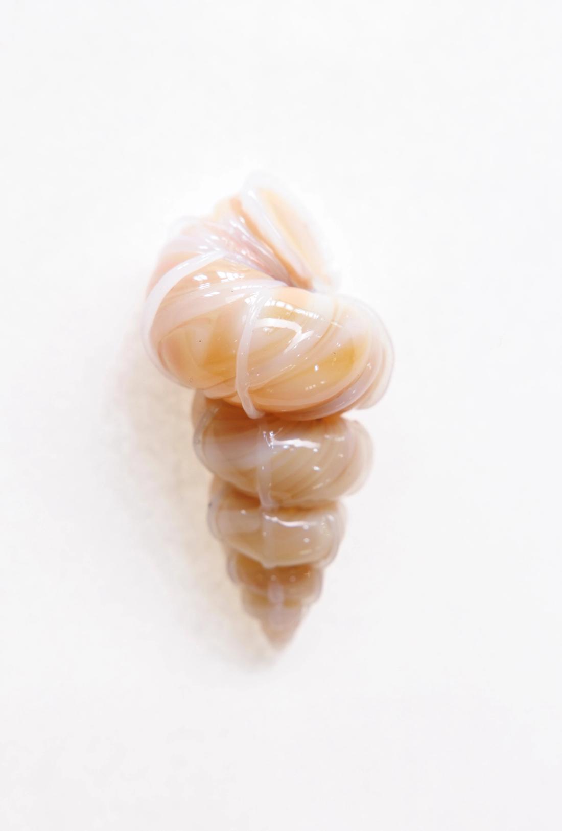 小梯螺 7