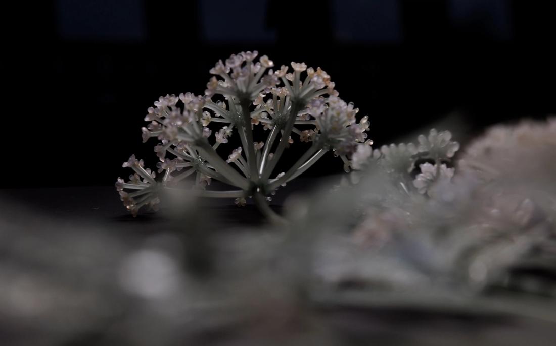 毒芹 10