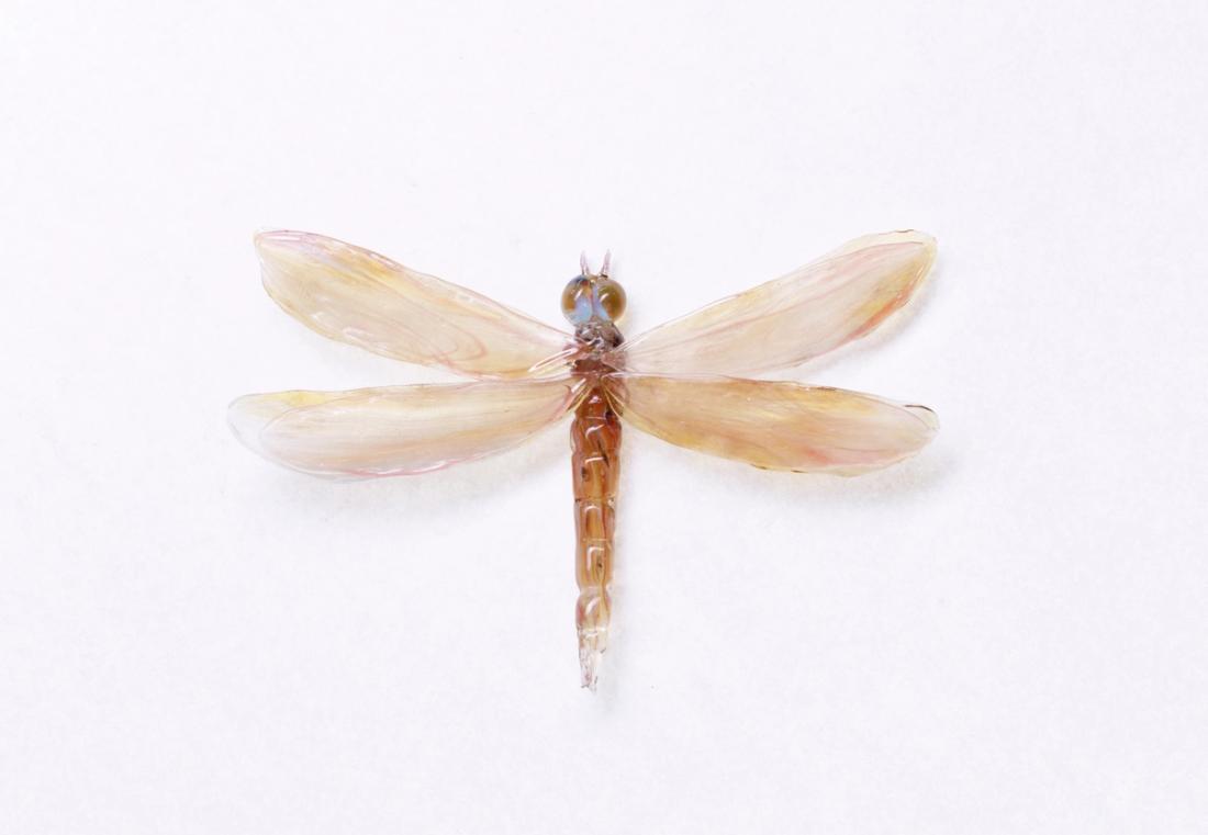 Libellula  saturata 6