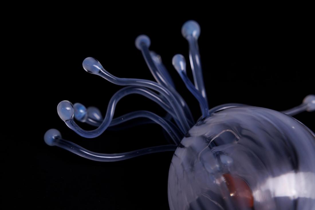 萼水母 6