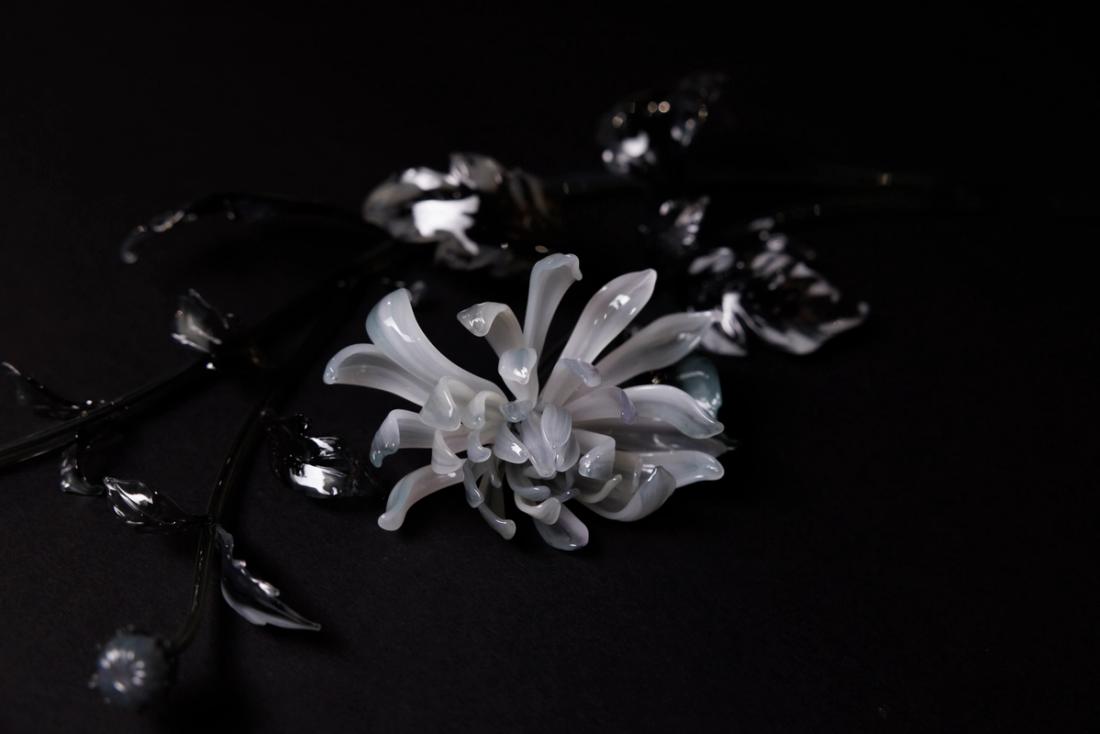 菊花 8