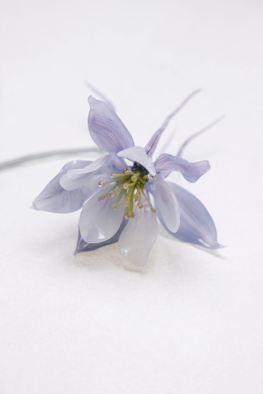 欧耧斗菜 14