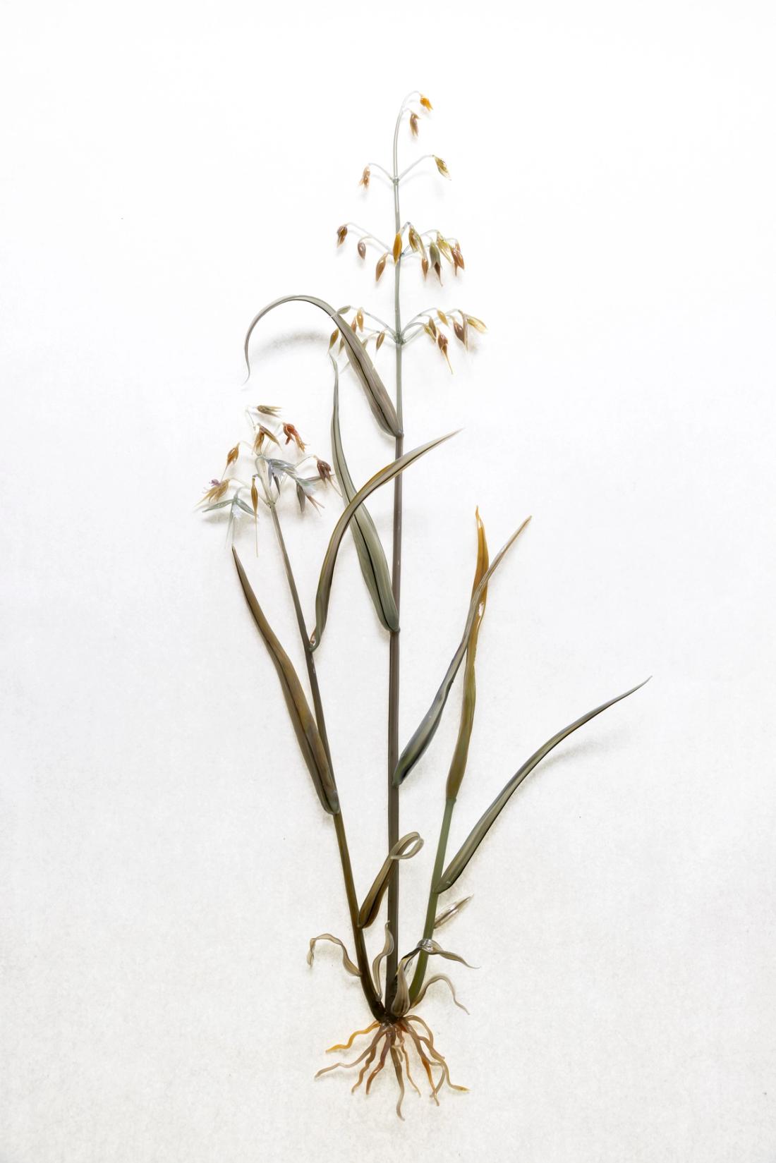 燕麦草 9
