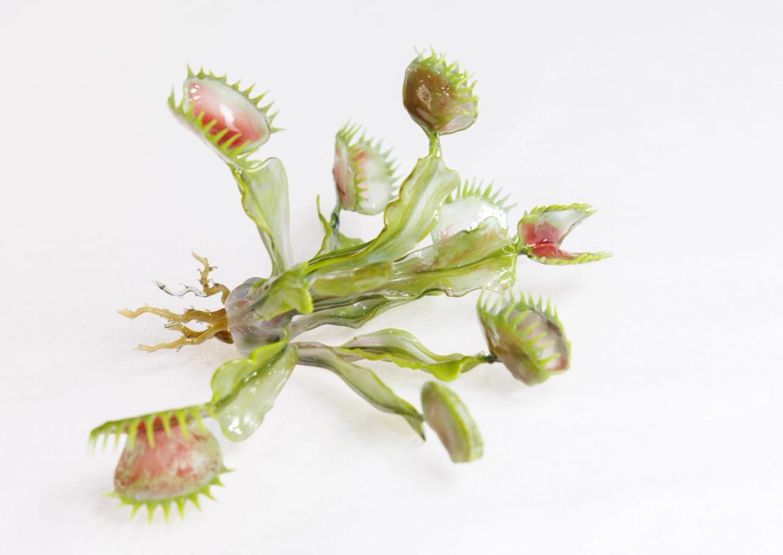 捕蝇草 2