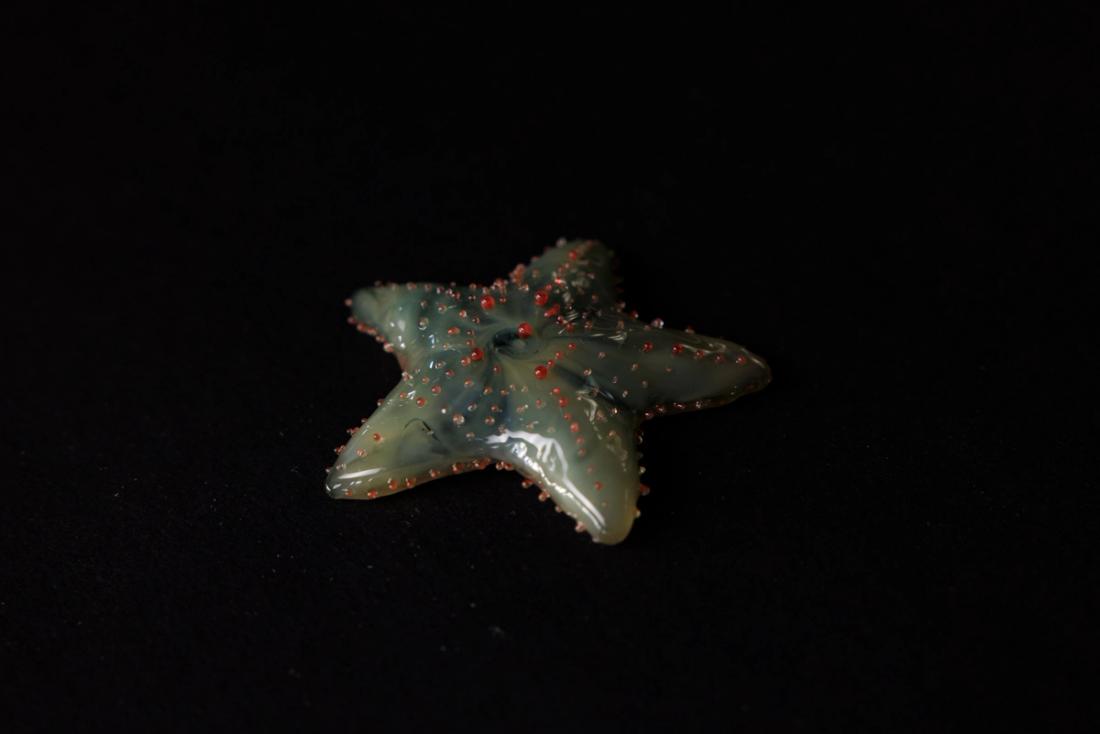 网瘤海星 2