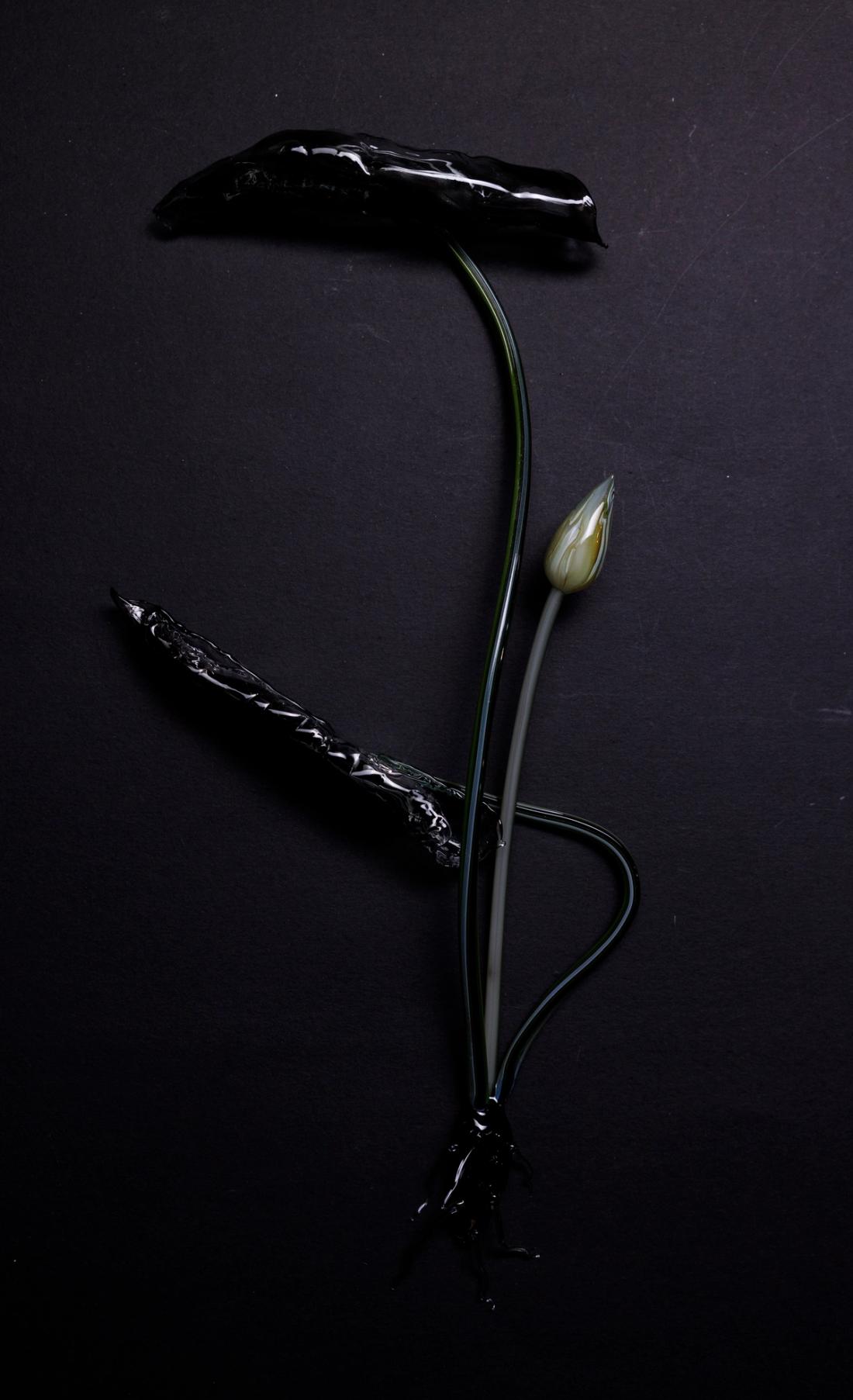 延药睡莲 4