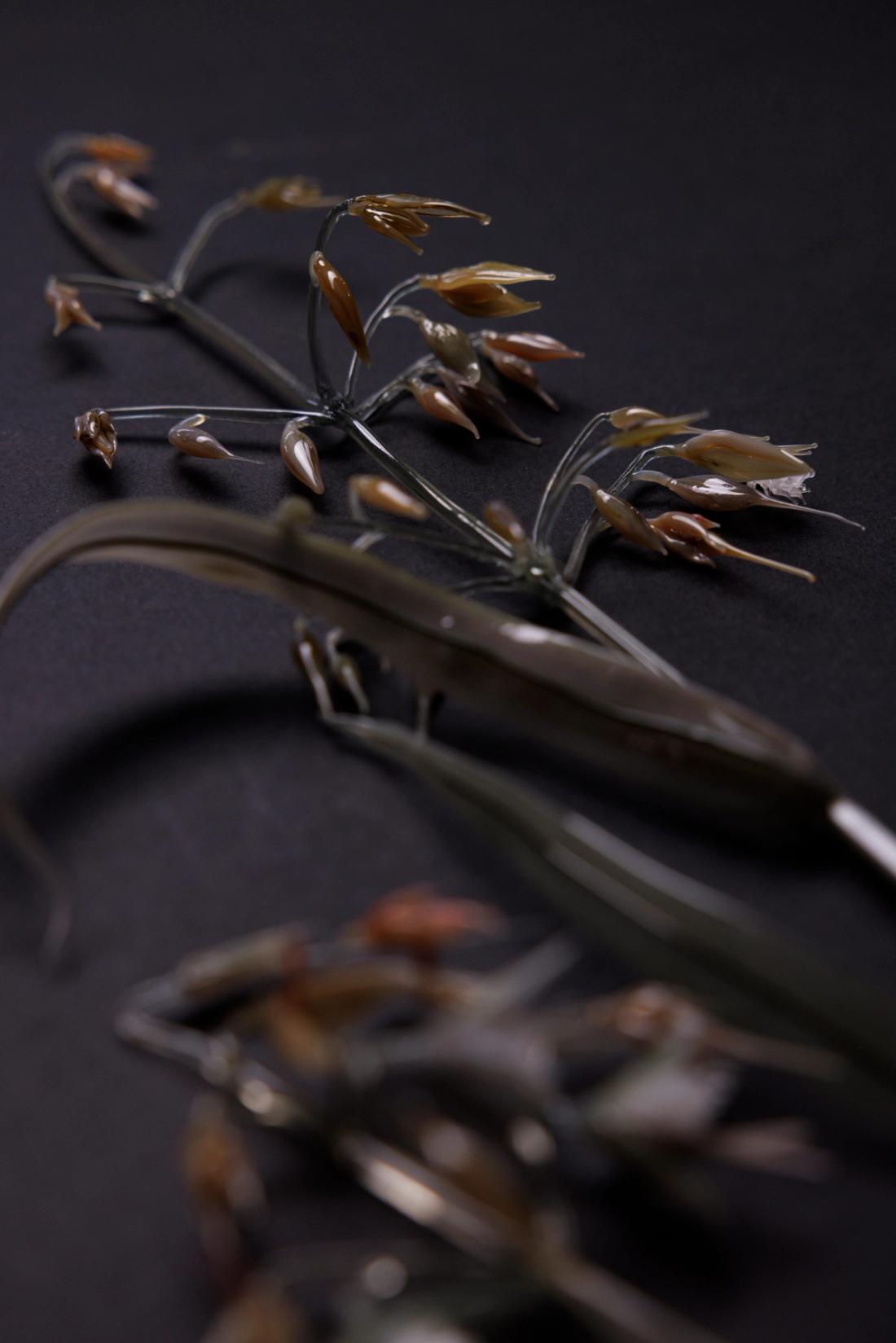 燕麦草 4