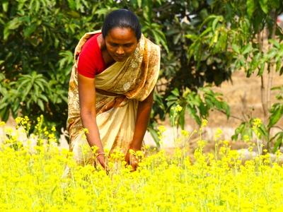 Livelihood Gallery Image 2