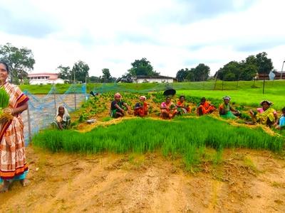 Livelihood Gallery Image 1