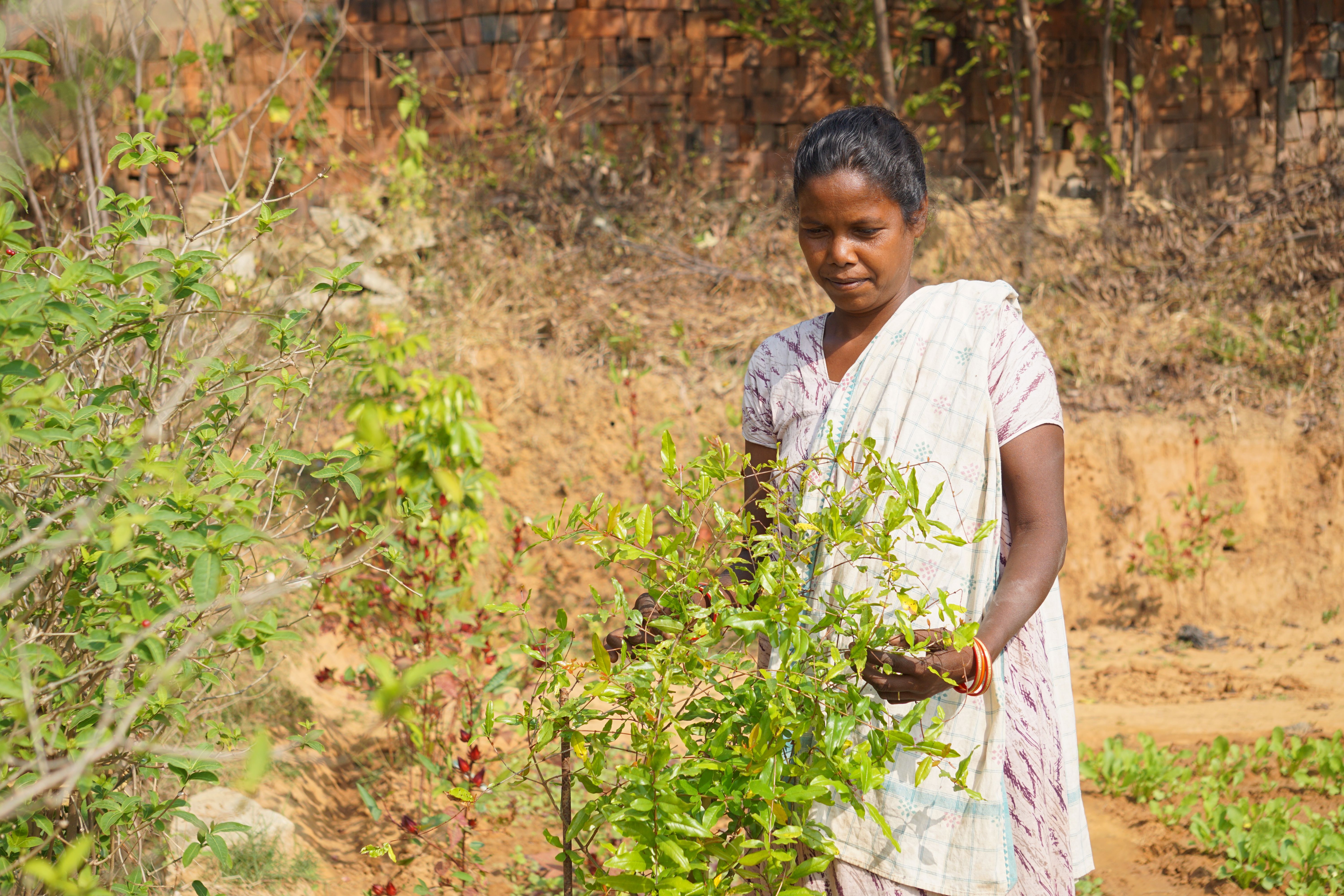 Livelihood Gallery Image 10