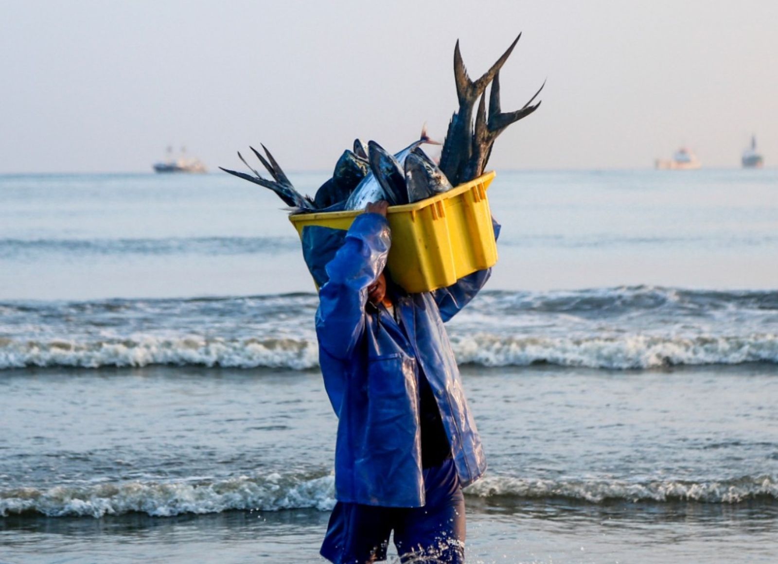 Merluza en peligro: la veda inesperada que paralizó a cientos de pescadores en la Costa ecuatoriana
