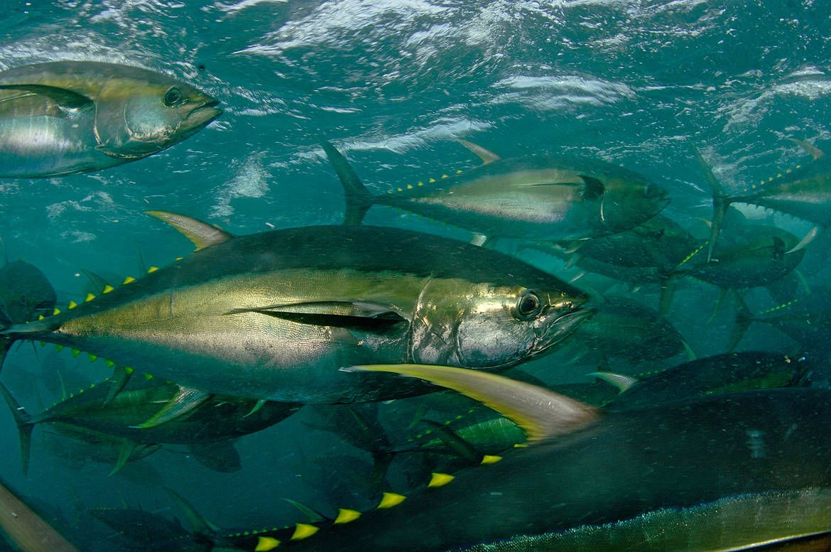 pesca de calamar gigante ecuador galapagos