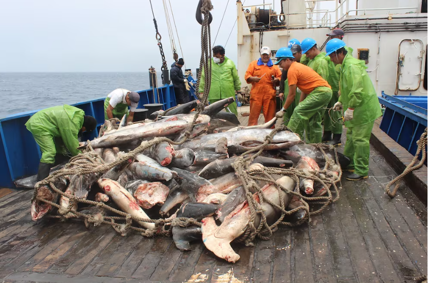 Latinoamérica levanta la voz: el llamado urgente contra la pesca ilegal