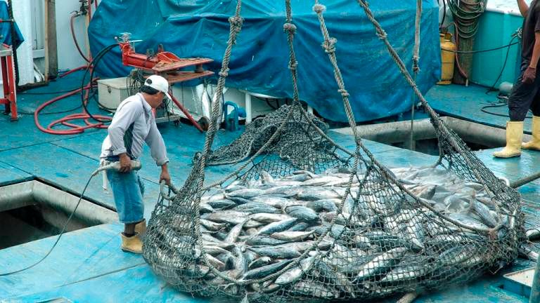 Ciencia, pesca y sostenibilidad: el camino de las buenas prácticas en la industria atunera