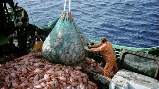Argentina también pesca: una potencia exportadora poco conocida en el mapa marino