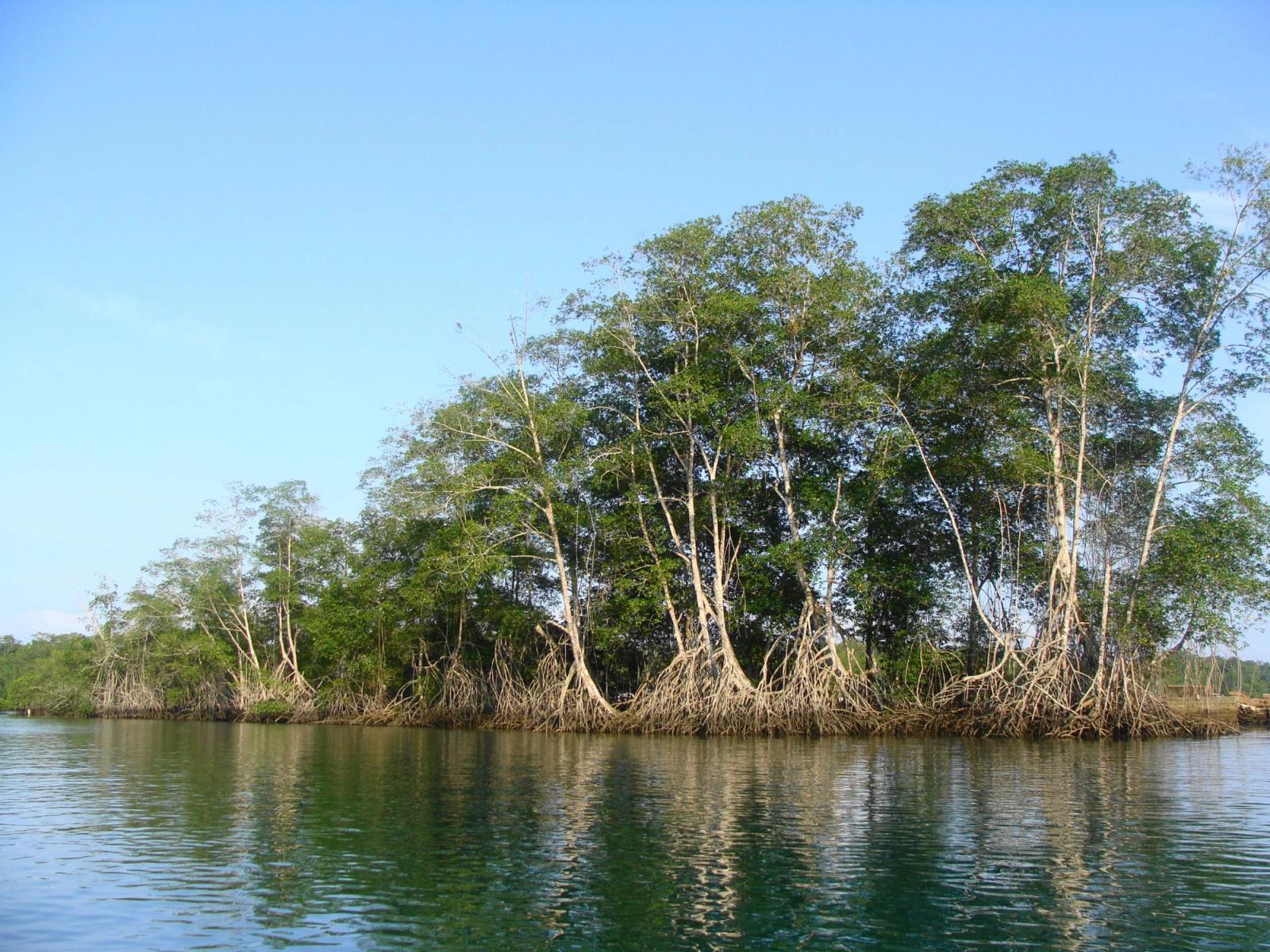 Ecuador celebra el Día del Manglar con llamados a su protección