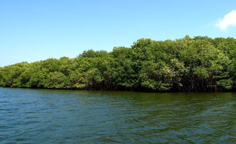 Guayas mira hacia el mar: propuestas para una pesca sostenible y comunidades costeras seguras