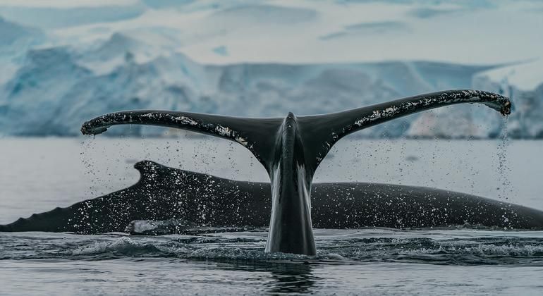 Acuerdo BBNJ: un nuevo desafío global para la pesca sostenible en alta mar