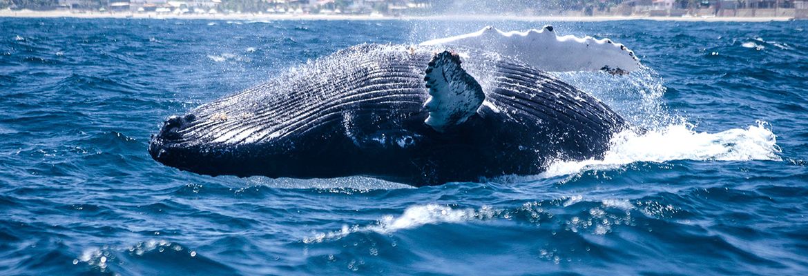Turismo costero en Ecuador: un tesoro desaprovechado que aún puede brillar