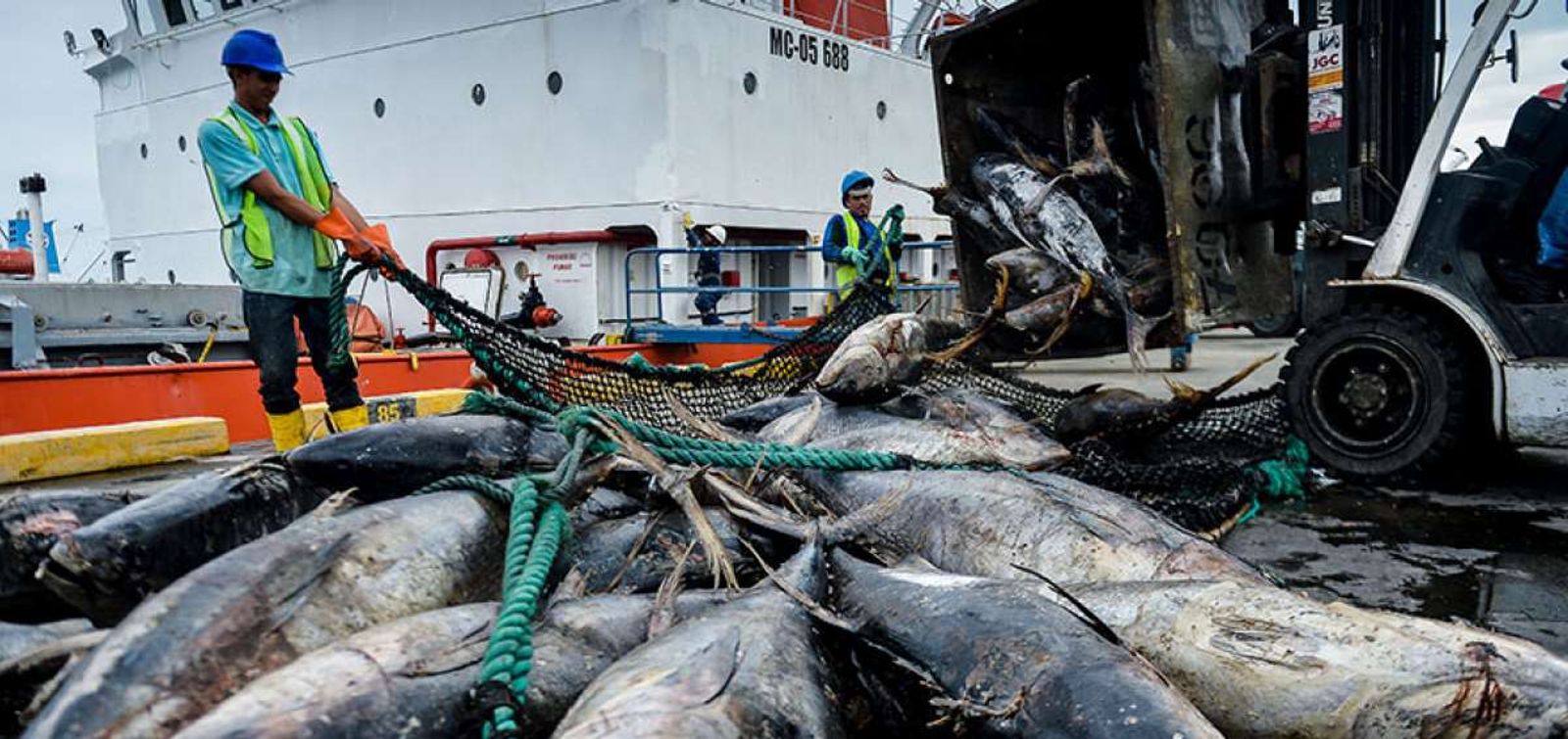 Rumbo al 2025: desafíos y oportunidades para las exportaciones pesqueras y acuícolas del Ecuador