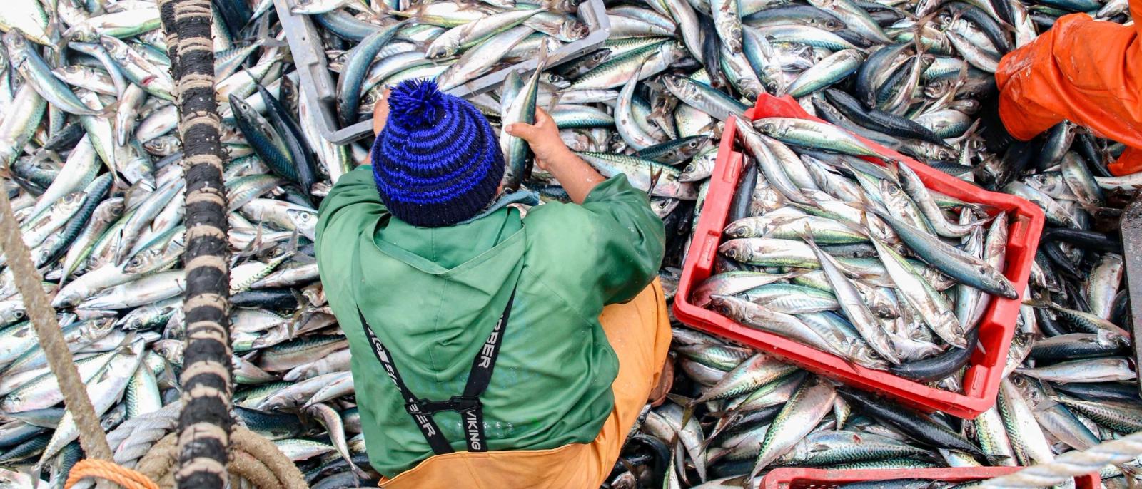Un mar sin fronteras: la alianza regional que enfrenta la pesca ilegal