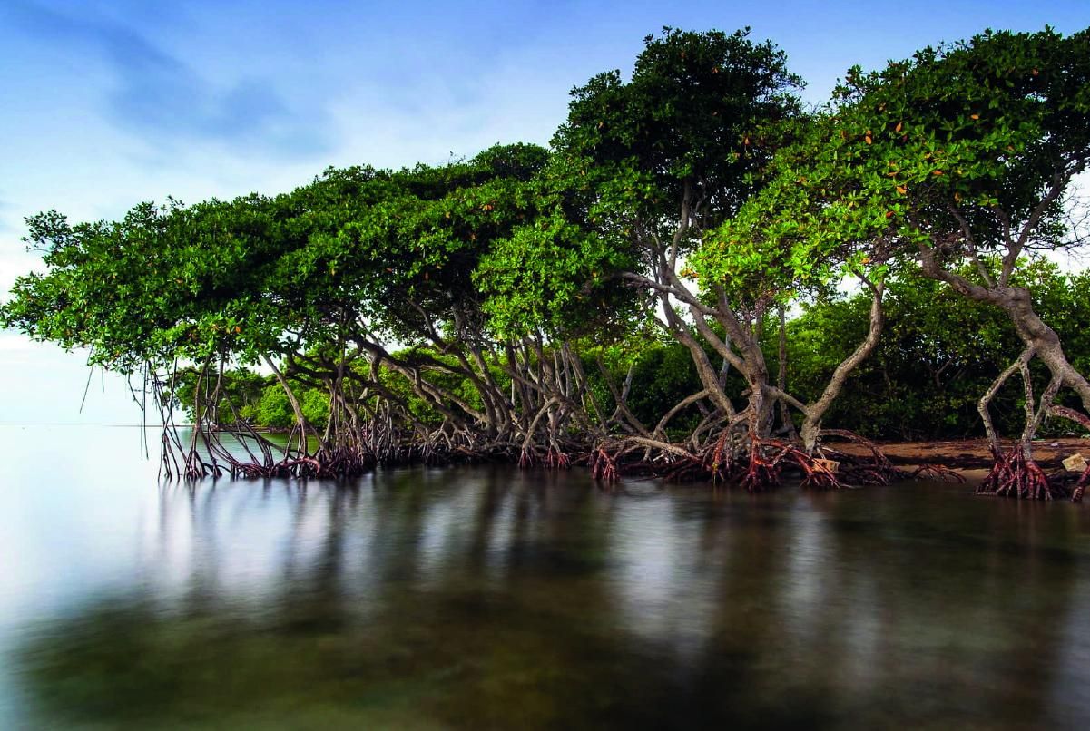 Manglares del Ecuador: guardianes del litoral y aliados contra el cambio climático