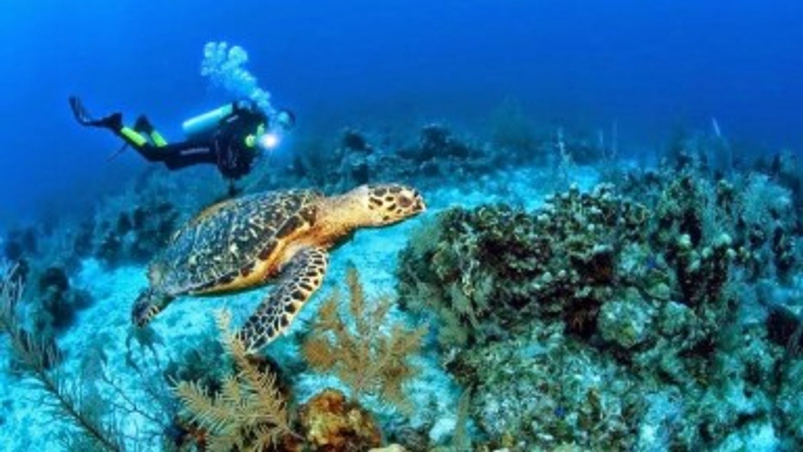 Cooperación y control: el reto para conservar las Áreas Marinas Protegidas en Ecuador